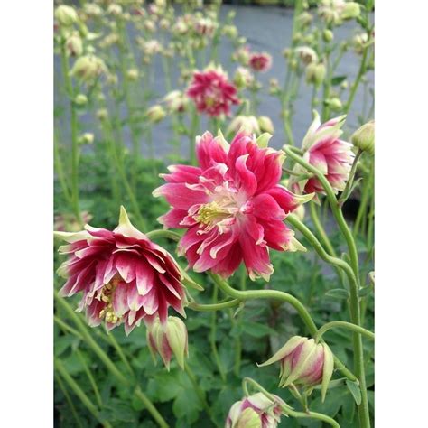 Orlik Pospolity Aquilegia Vulgaris Plena Nora Barlow Wiat Bylin