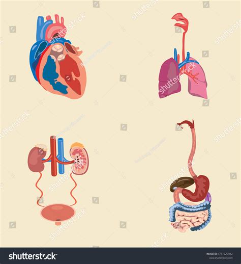 Human Organ Anatomy Set Vector Stock Vector Royalty Free 1751920982