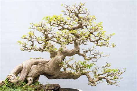 Bonsai Aranyaya බනසය ආරණයය 7 බනසය ෆන බනසය කක