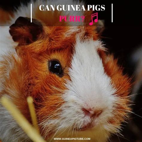 Can Guinea Pigs Purr? - Guinea Pig Tube