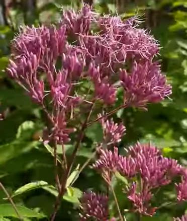 Sadziec Plamisty Atropurpureum Eupatorium Maculatum Sklep Internetowy