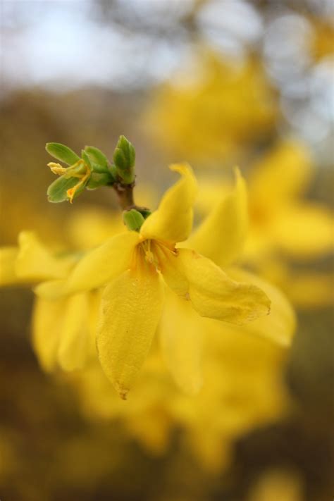 Forsythia Spring Nature - Free photo on Pixabay