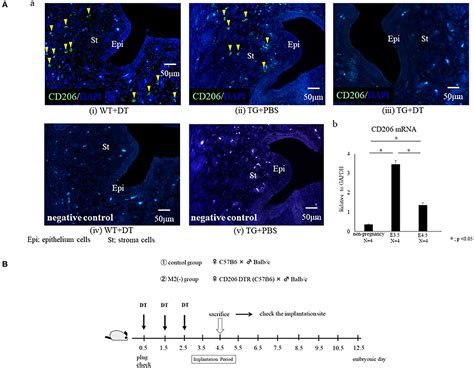 Frontiers Cd M Like Macrophages Are Essential For Successful