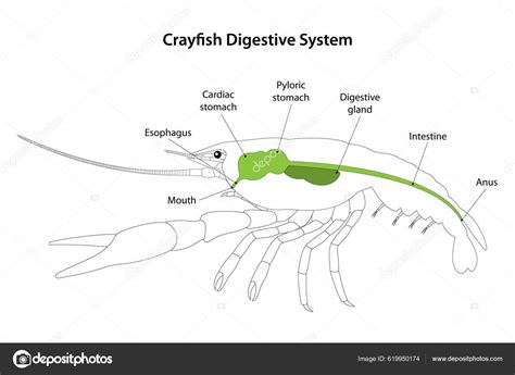 Crayfish Internal Anatomy Esophagus