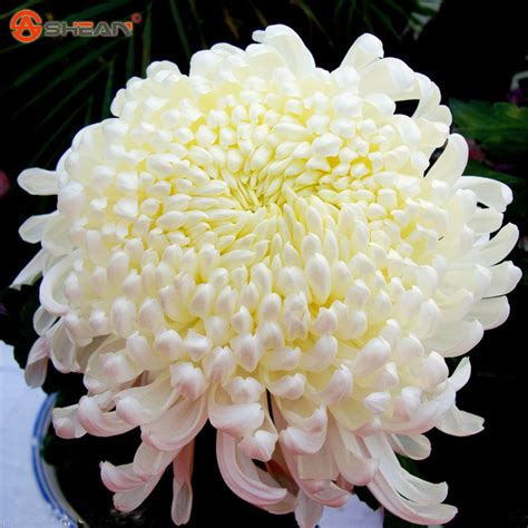 White Chrysanthemum Seeds Beautiful Potted Chrysanthemum Flower Seeds