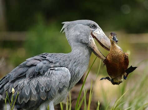 Balaeniceps Rex Picozapato Shoebill Bec En Sabot Du Nil