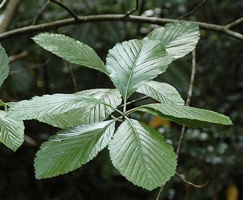 Sorbus aria | Landscape Plants | Oregon State University