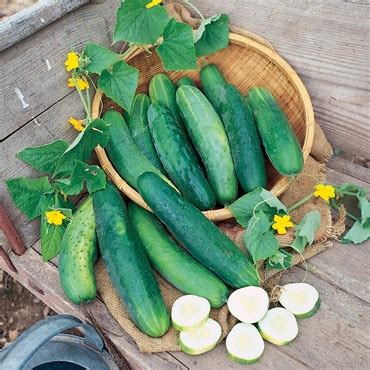 Cucumber, Sweet Success PS - 5,000 Seed Count | BFG Supply