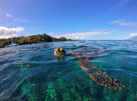 Snorkeling With Mauis Majestic Sea Turtles Sea Maui