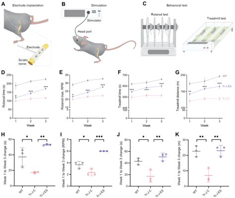 ES improves the behavioral phenotypes of Tr‐J mice. A) Implantation of... | Download Scientific ...