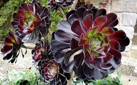 Aeonium Cuidados Reproducción Tipos Y Cultivo