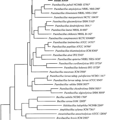 Phylogenetic Tree Based On 16s Rdna Sequences Showing Position Of