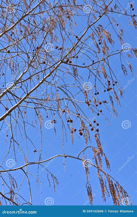 Dawn Redwood Metasequoia Trees And Fruits In Winter Time Stock Photo