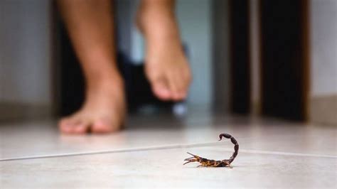 What Do You Really Know About Scorpion Stings? | iCare