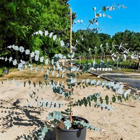 Silver Dollar Eucalyptus Silver Dollar Eucalyptus Tree —