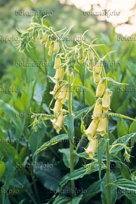 Bilder Digitalis grandiflora Bilder von Pflanzen und Gärten botanikfoto