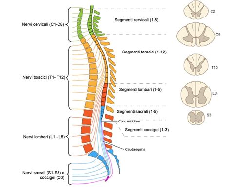 Nervi Spinali Cosa Sono E A Cosa Servono