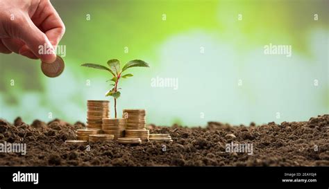 Plant Growing In Savings Coins Money The Concept Of Savings And