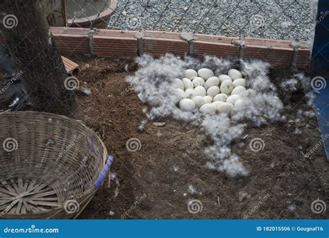 Duck eggs at the farm stock photo. Image of breakfast - 182015506