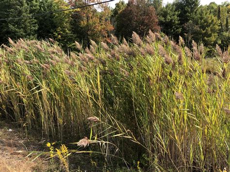 What The Phrag All You Need To Know About Invasive Phragmites