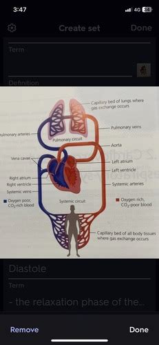 Cardiovascular System Flashcards Quizlet