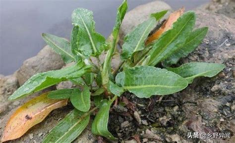 農村水溝里有種野菜，長得像菠菜，人稱「金不換」，貴的很！ 每日頭條