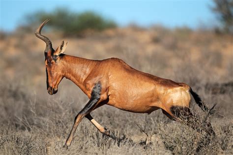 Hartebeest | Animal Kingdom