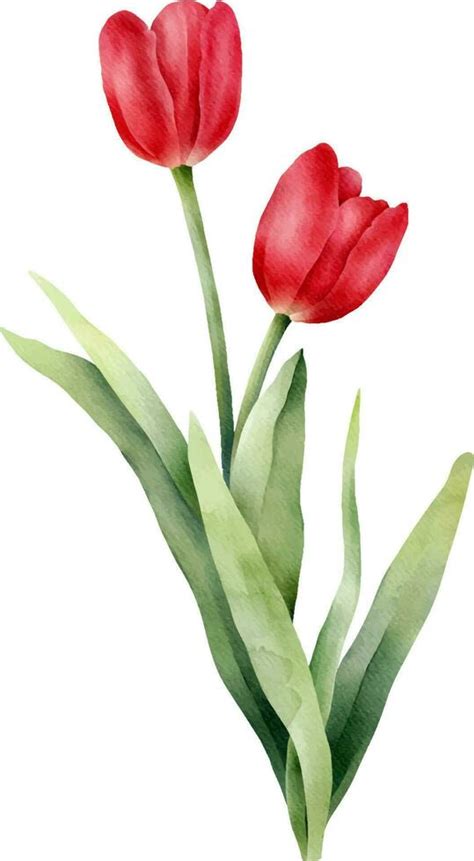 Red watercolor tulip with green leaf. Hand drawn watercolor ...