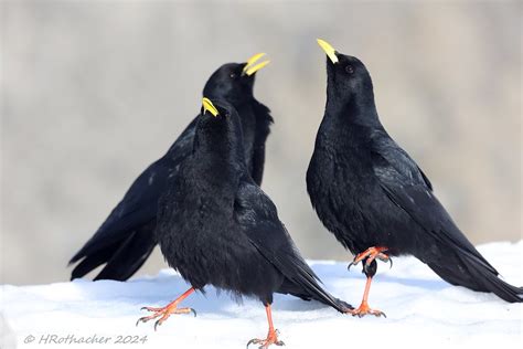 Chocard Bec Jaune Pyrrhocorax Graculus Alpine Chough Flickr