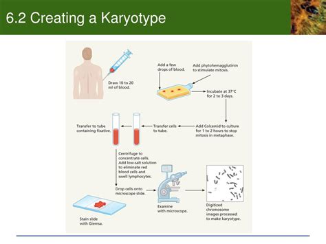 Ppt Cytogenetics Karyotypes And Chromosome Aberrations Powerpoint Presentation Id3536510