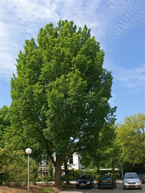 Ulmus Lobel Ulmaceae Van Den Berk Nurseries