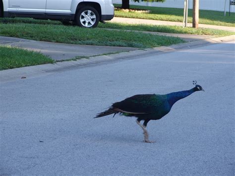 Peacock Running Across The Street The Incredibles Picture Tampa Bay