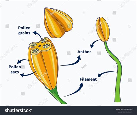 Structure Anther Vector Illustration Plant Anatomy Stok Vekt R