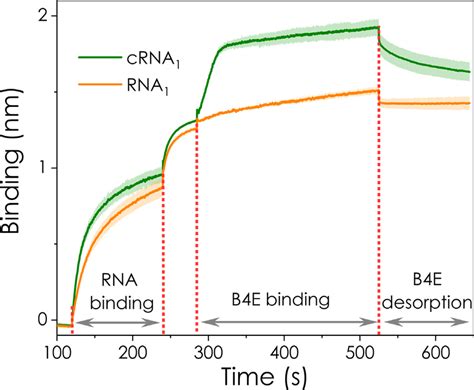 Bio Layer Interferometry Bli Tests Capped Crna 1 And Uncapped