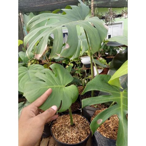 Jual Tanaman Hias Monstera Epipremnum King Monstera King Monstera King