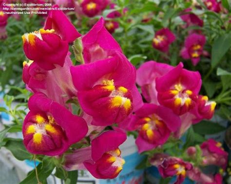 Snapdragon | Snapdragon flowers, Snapdragons, Flowers