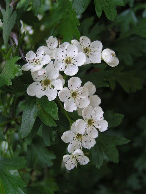 Common Name Hawthorn Scientific Name Crataegus Monogyna