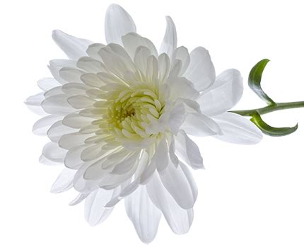 Chrysanthemum Transparent Transparent HQ PNG Download | FreePNGimg