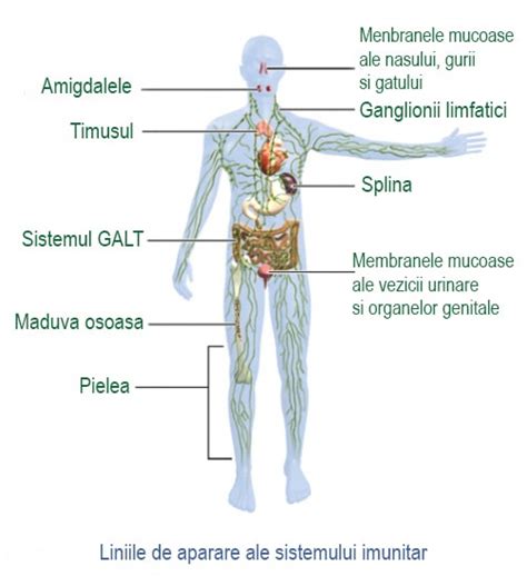 Claritate Ca Rezultat Educator Stimularea Imunitatii La Adulti Cat R