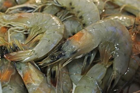 How To Start Shrimp Farming In Newzealand Key Rules Business Plan