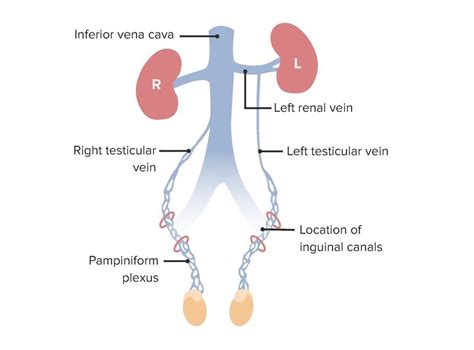 Testicular Artery Diagram