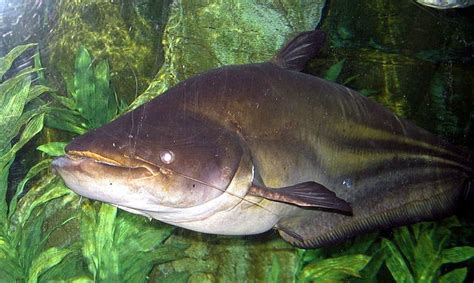 Mekong Giant Catfish Facts! | Always Learning!