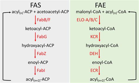 Enzymatic Pathways Involved In Fatty Acid Synthesis Fas And