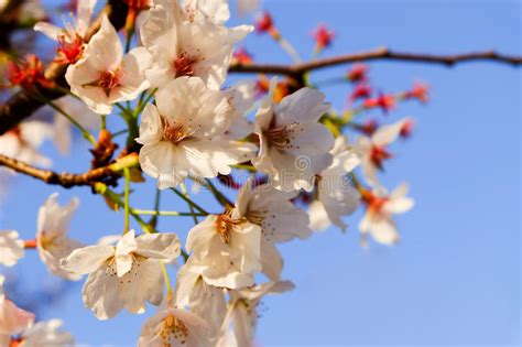 A Flor De Cerejeira Branca Bonita Floresce O Ramo De Rvore No Jardim