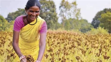 Odisha Millets Mission: Reviving Millets In Farms And Plates