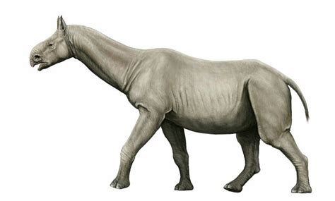 Paraceratherium | Prehistoric, Extinct animals, Prehistoric animals