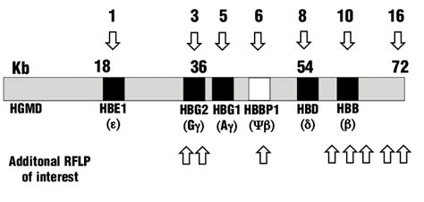 A Schematic Representation Of The Hbb Cluster For Better Interpretation Download Scientific