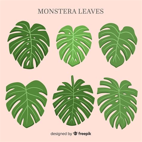 Set Hojas De Monstera Acuarela Vector Gratis