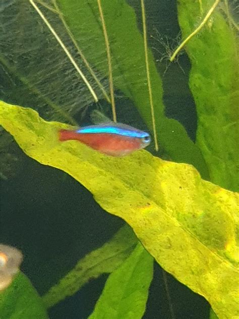 Breeding Cardinal Tetra - tips please! | Page 2 | Fish Forum