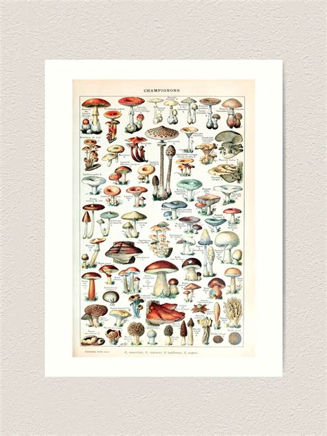 Adolphe Millot Champignons Pour Tous French Vintage Poster Art